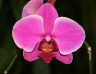 орхидея фаленопсис.jpg